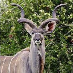 Meet your Posher, Ida